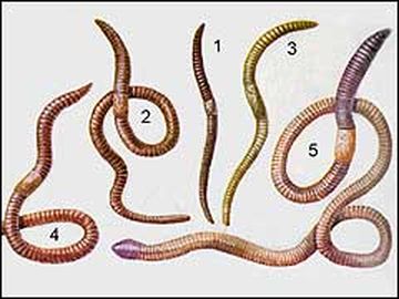 nasadka/worms1.jpg