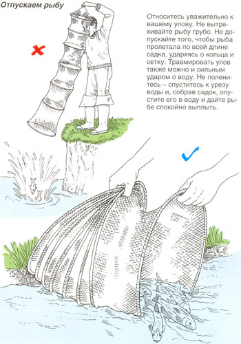 Как класть рыбу в садок